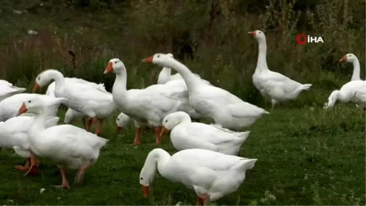 Kars\'ta kazlar besiye alındı