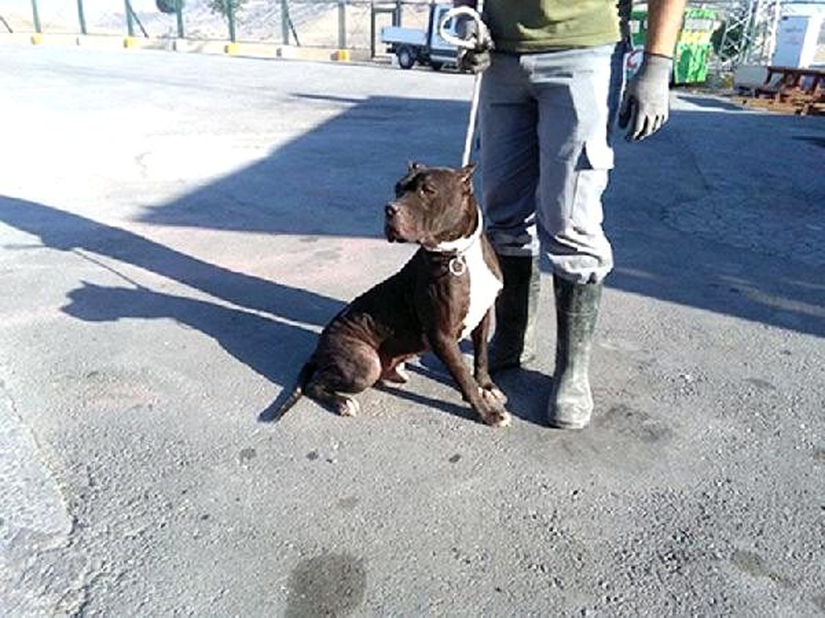 Kayseri\'de \'tehlikeli ırk\' köpek besleyenlere ceza