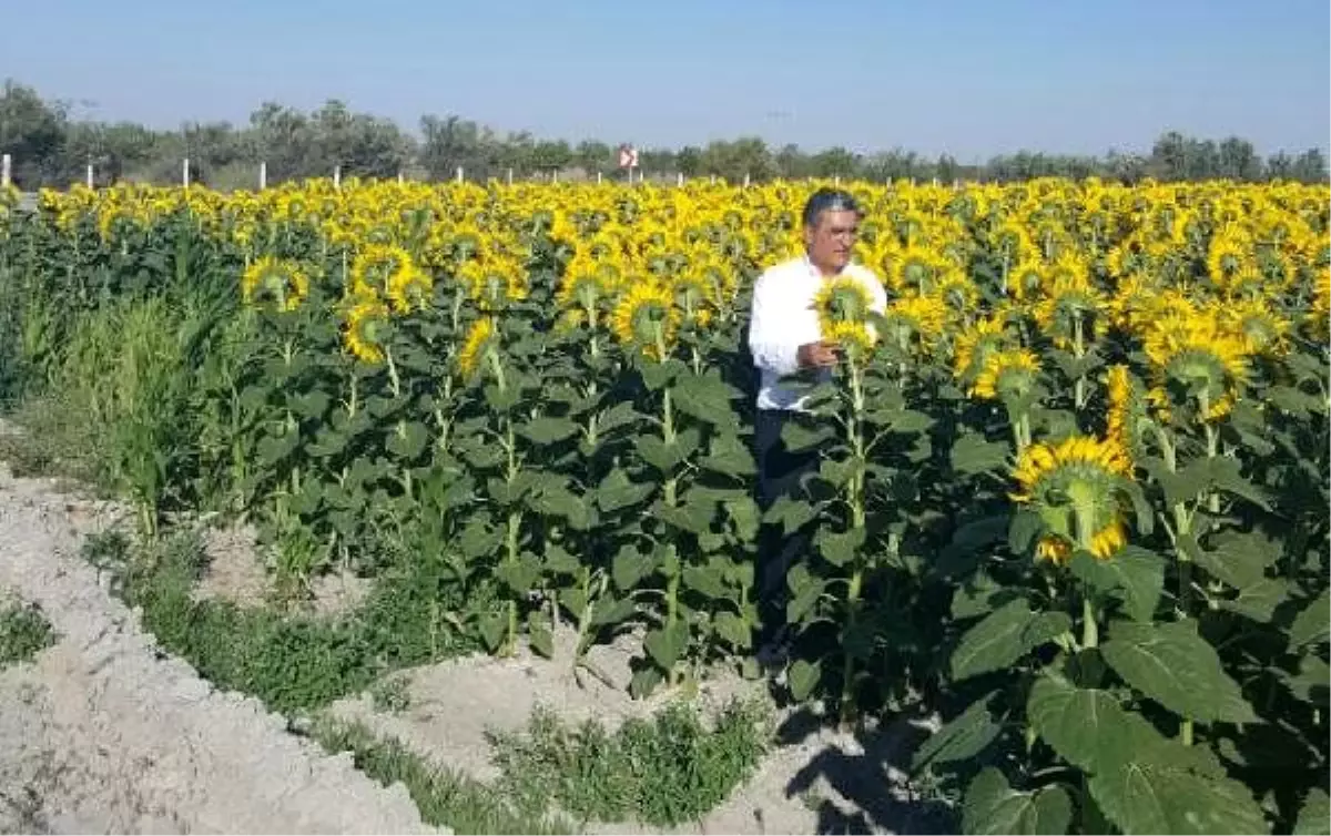 Konya şeker\'den ayçiçeği alım fiyatı açıklaması