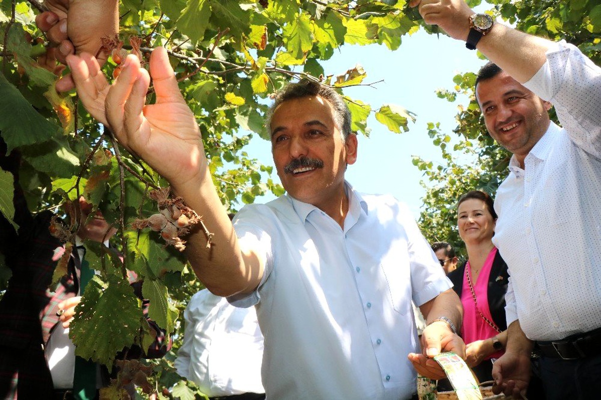 Samsun\'da 137 bin ton fındık rekoltesi bekleniyor