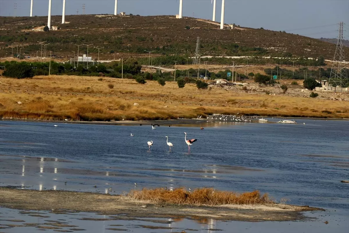 Alaçatı kuşlarıyla da turist çekecek