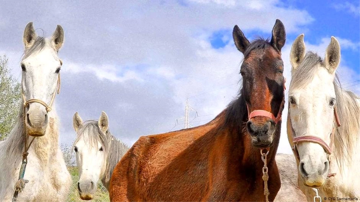 Avrupa\'nın en eski at ırkı: Endülüs atları