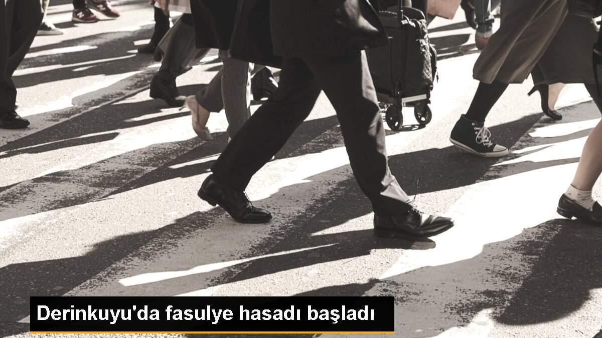 Derinkuyu\'da fasulye hasadı başladı