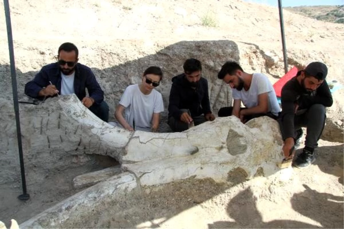 Kayseri\'de 7,5 milyon yıllık dev fosil bulundu