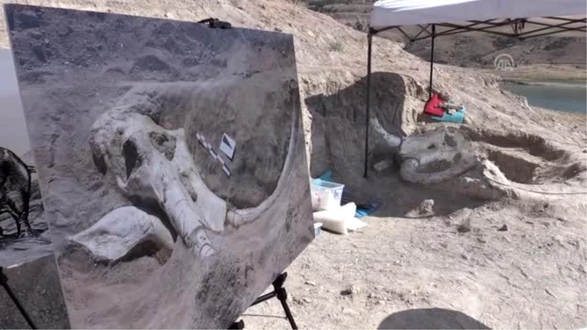 Kayseri\'de tek parça halinde mamut fosili bulunması