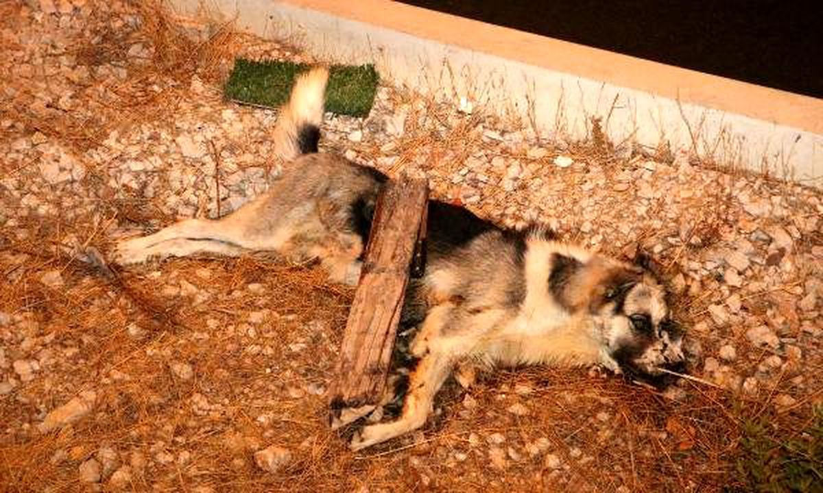 Köpeği öldürüp, bıçağı üzerine bıraktılar