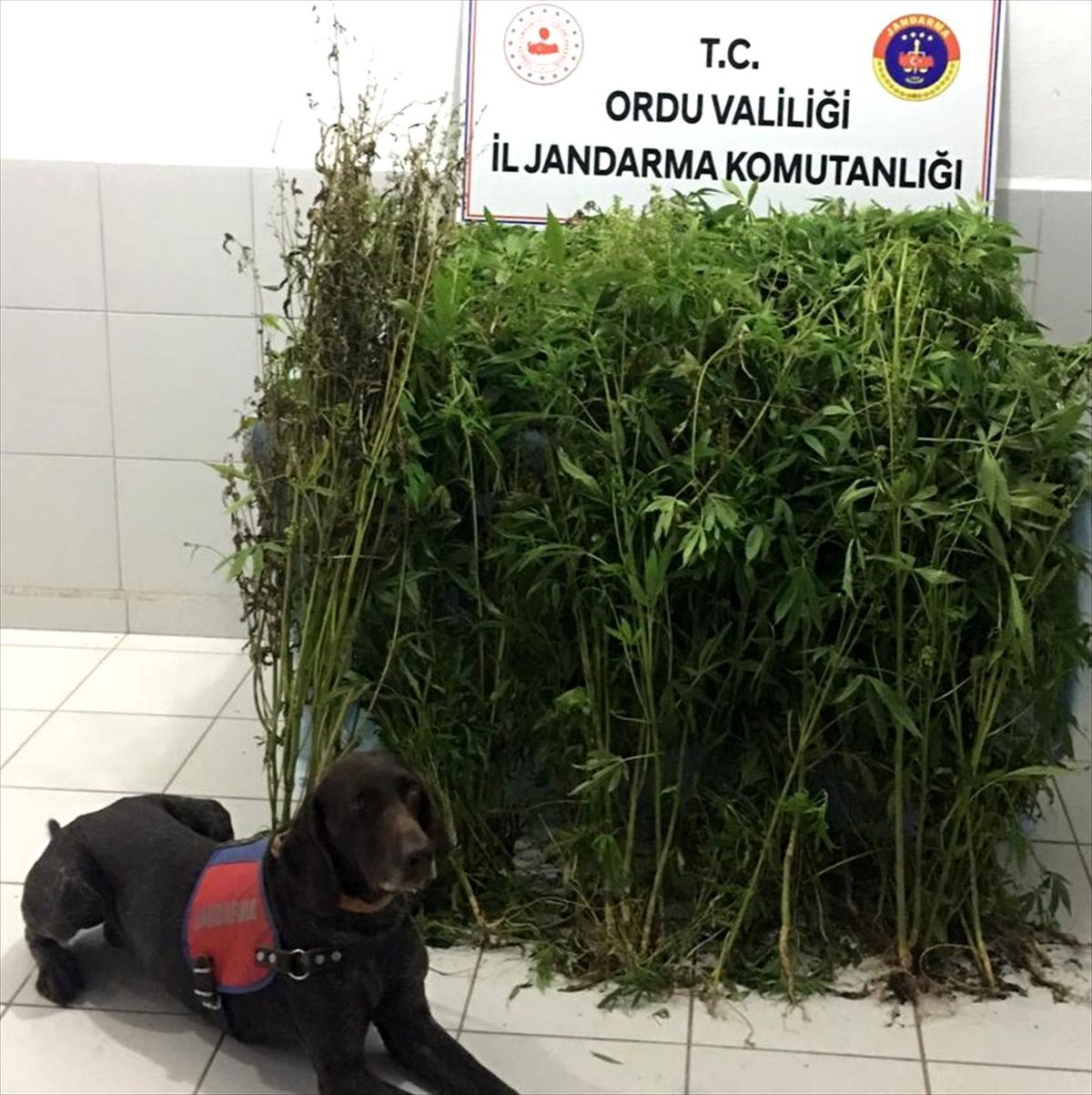 Ordu\'da uyuşturucu operasyonu