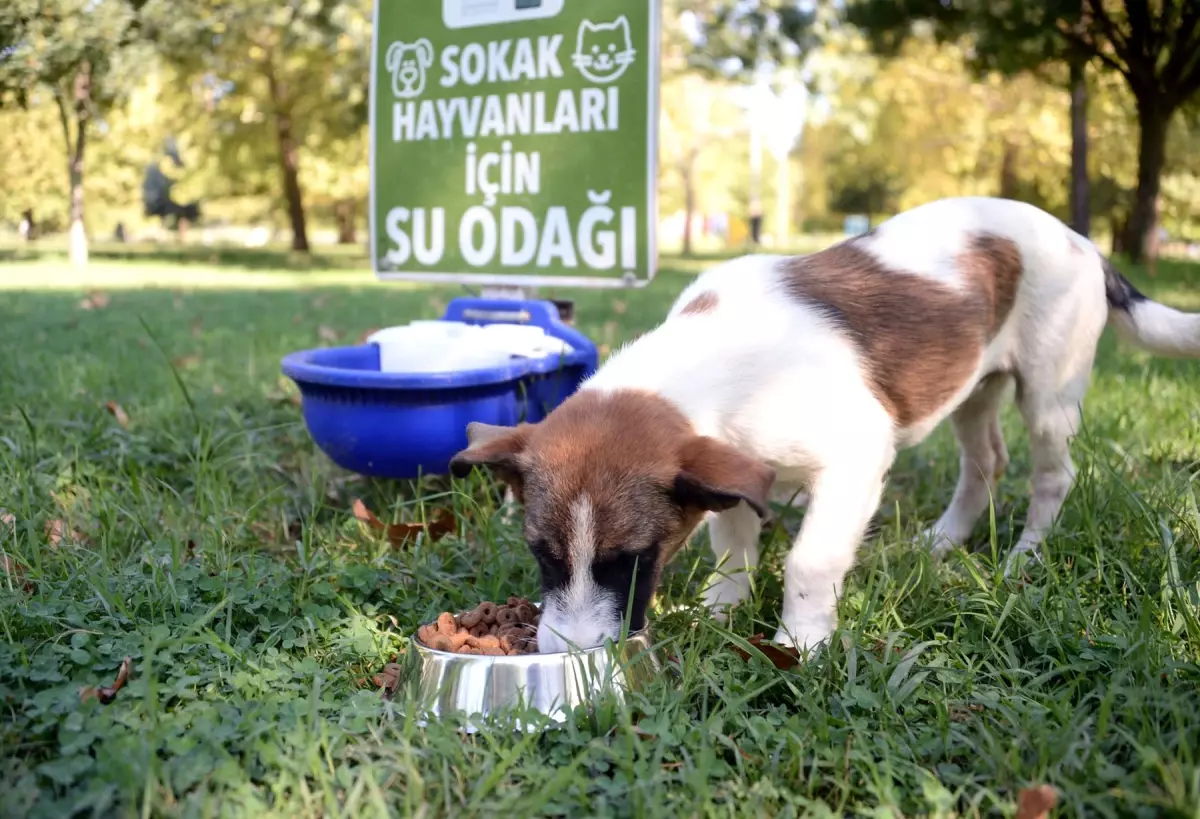 Osmangazi\'den sokak hayvanlarına can suyu