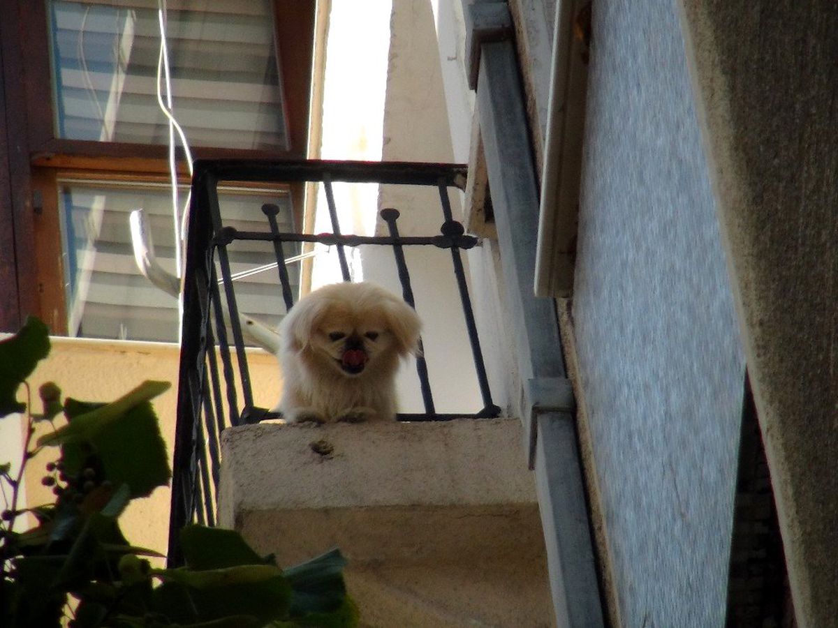 (Özel) Cihangir\'de demir korkuluklara sıkışan sevimli köpeği itfaiye kurtardı