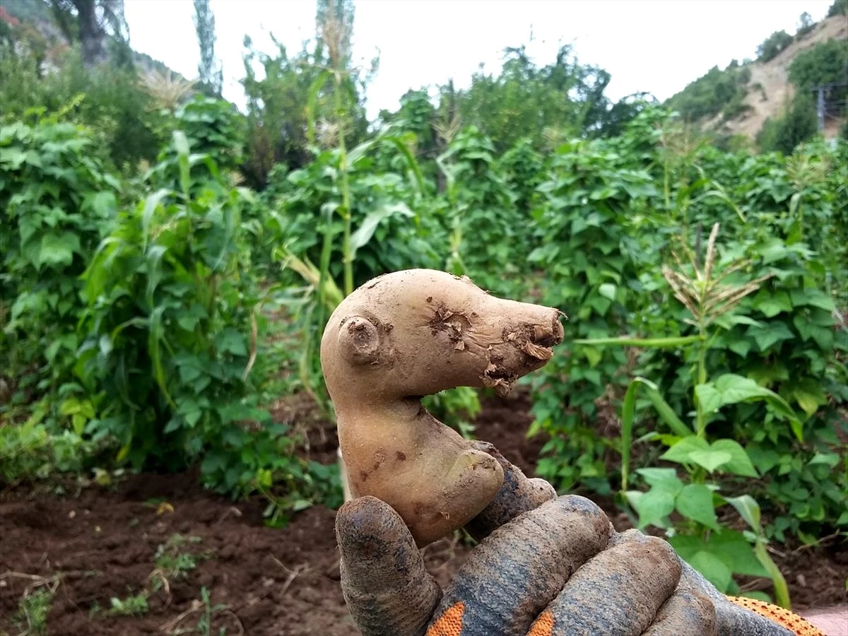 Patates hasatında toplanan patateslerin şekli şaşırttı