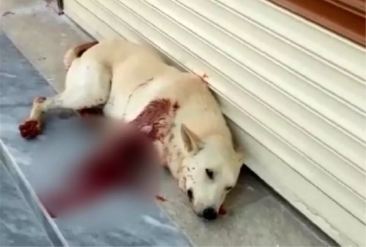 Sesinden rahatsız olduğu köpeği av tüfeği ile vurdu