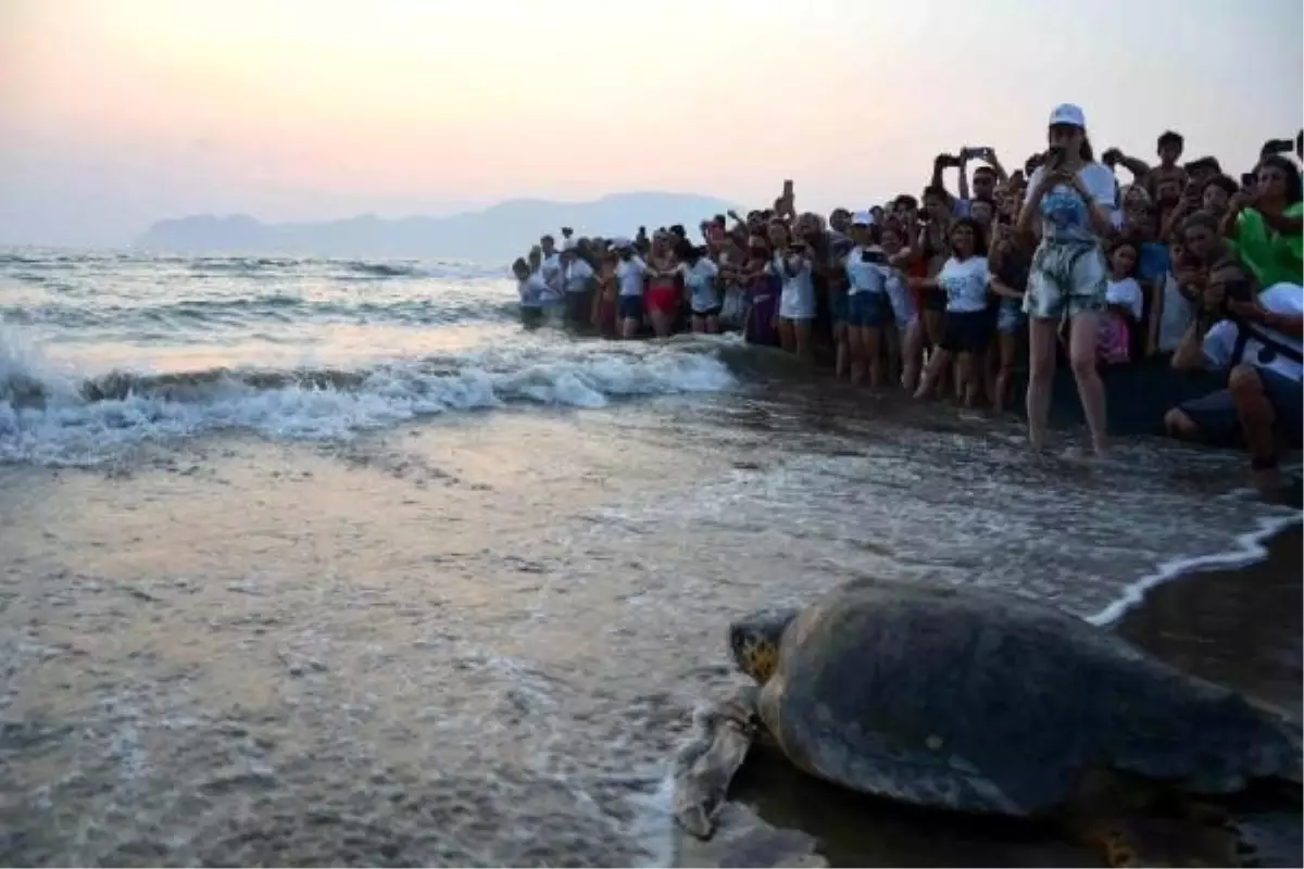 Tedavileri tamamlanan caretta carettalar denize bırakıldı