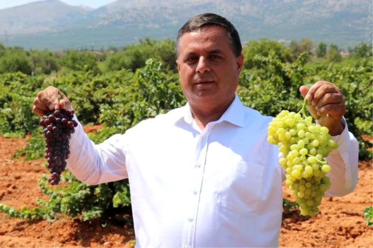 Türkiye\'nin şaraplık üzüm deposunda, fiyat artışı için güç birliği