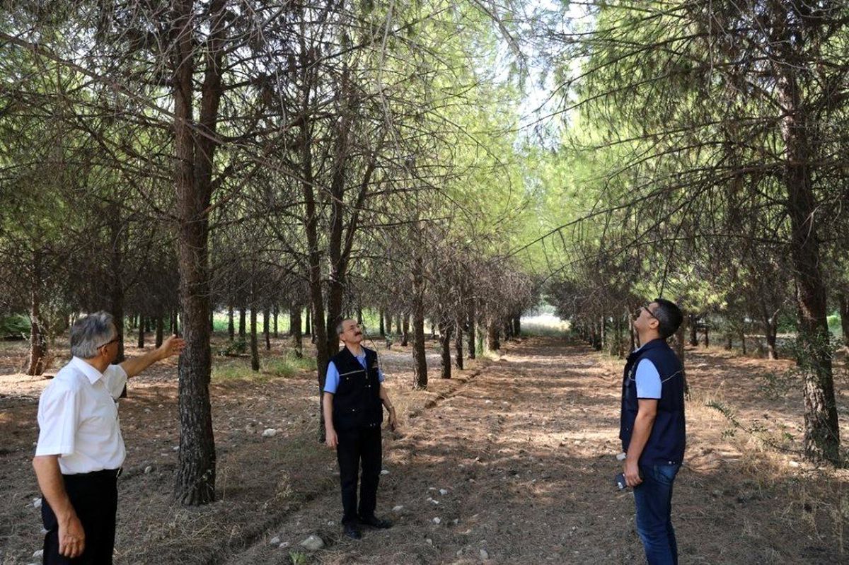 Üniversite ormanı bilimsel yöntemlerle rehabilite ediliyor