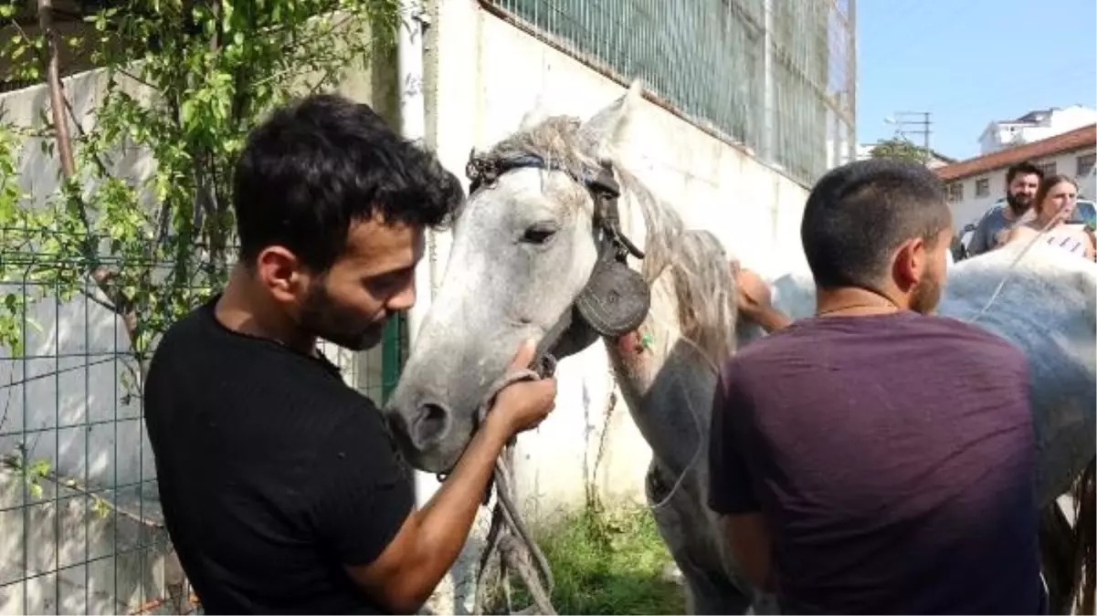 Yorgunluktan yere yığılan atın yardımına jokey kardeşler yetişti