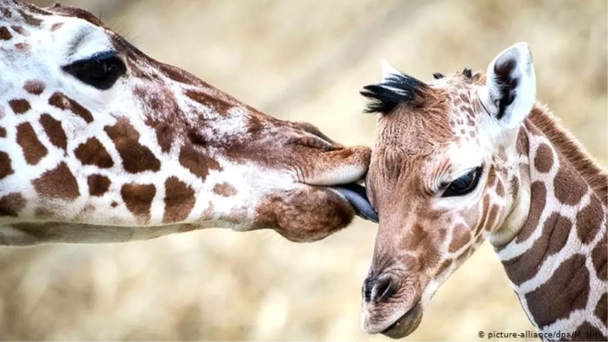 Zürafalara ve köpek balıklarına koruma geliyor