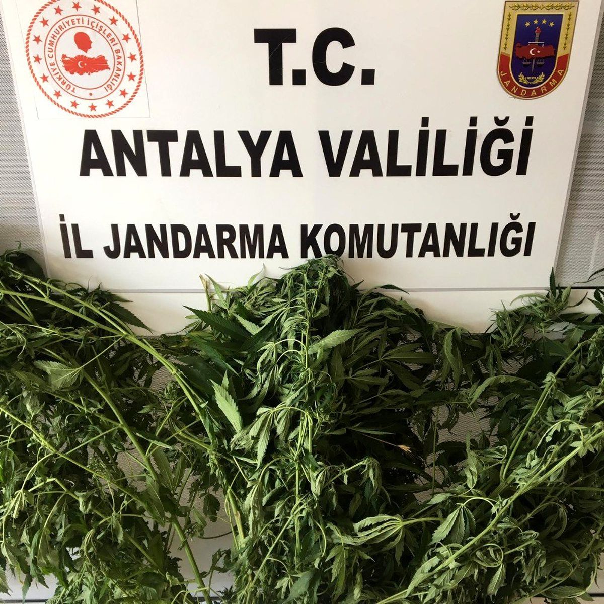 Alanya\'da jandarmadan uyuşturucu bitki yetiştirenlere baskın