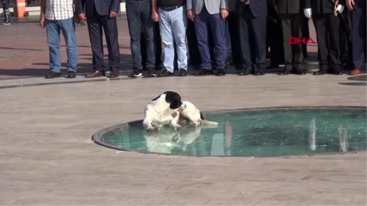 Antalya 30 ağustos zafer bayramı töreninde sokak köpeği sürprizi