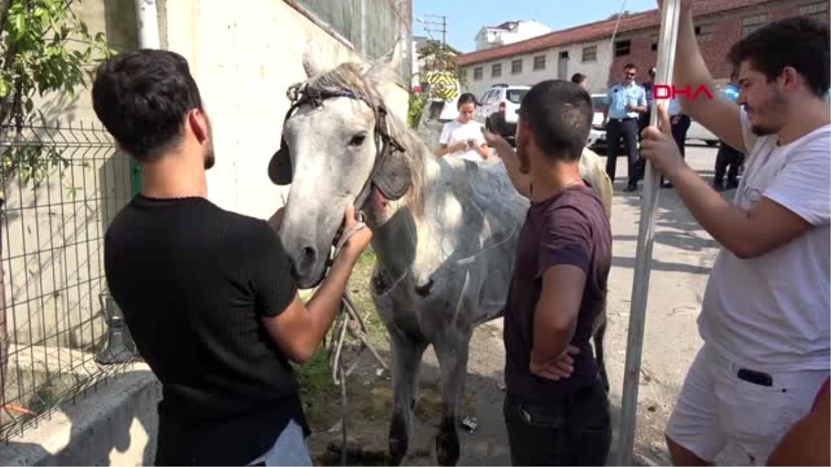 Bursa yorgunluktan yere yığılan atın yardımına jokey kardeşler yetişti