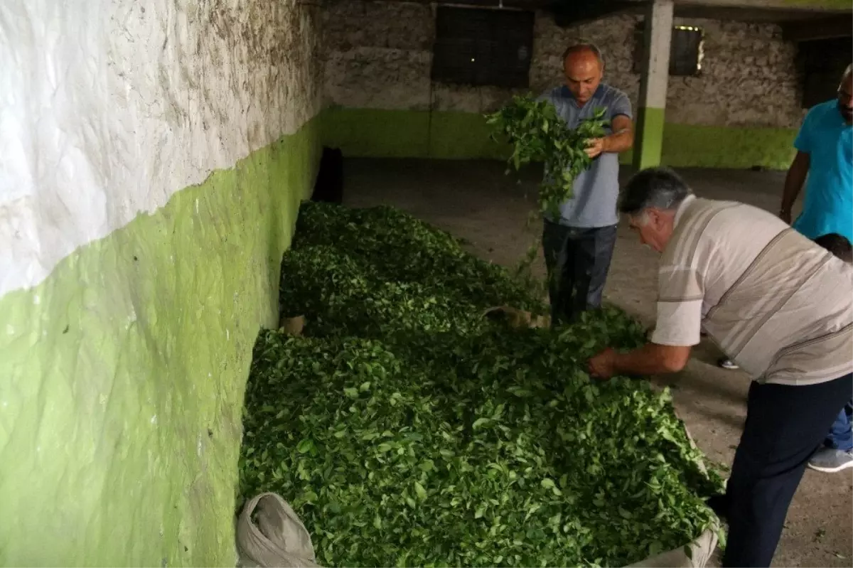 ÇAYKUR\'un uyguladığı kontenjan üreticiyi kızdırdı