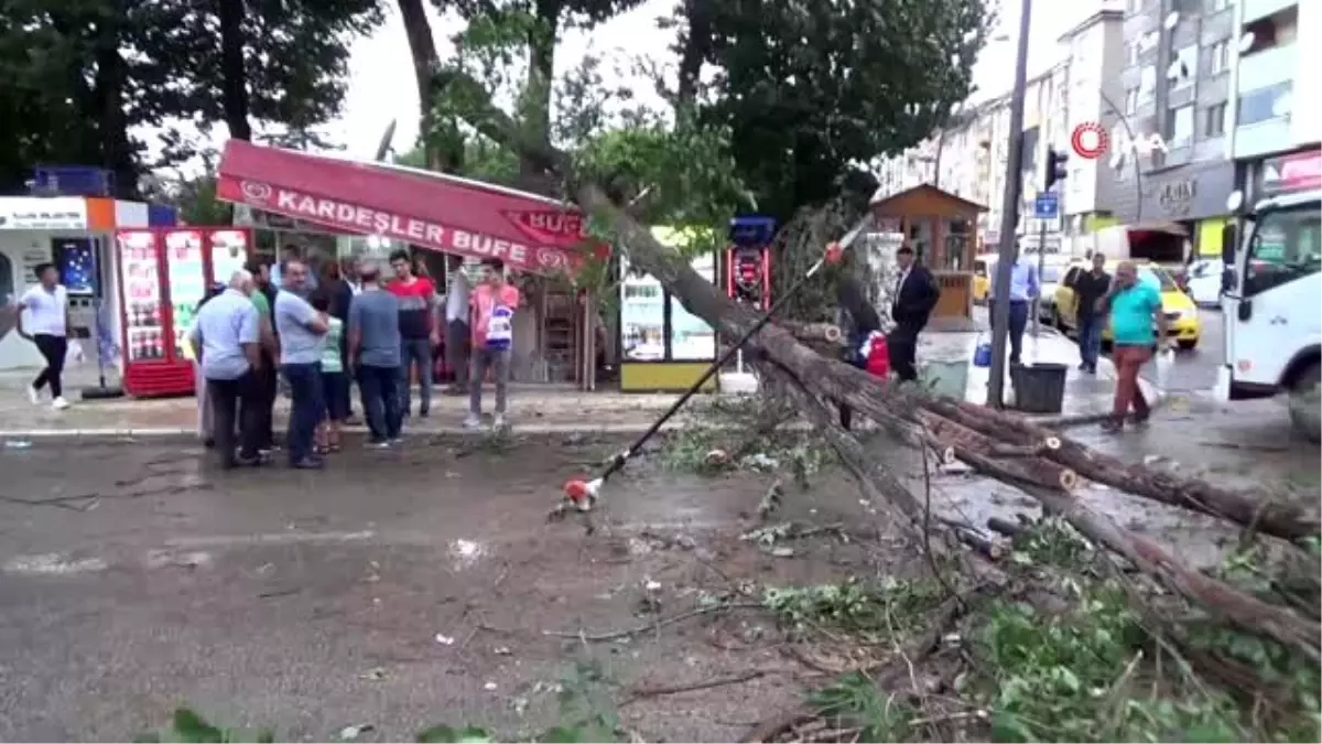 Fırtınanın yıktığı ağaç, büfenin üzerine devrildi