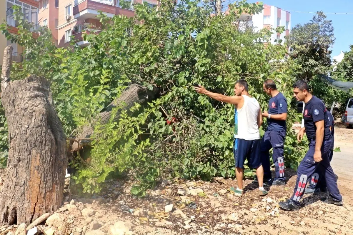 Gölgesine sığınılan dut ağacı, otomobilin üzerine devrildi