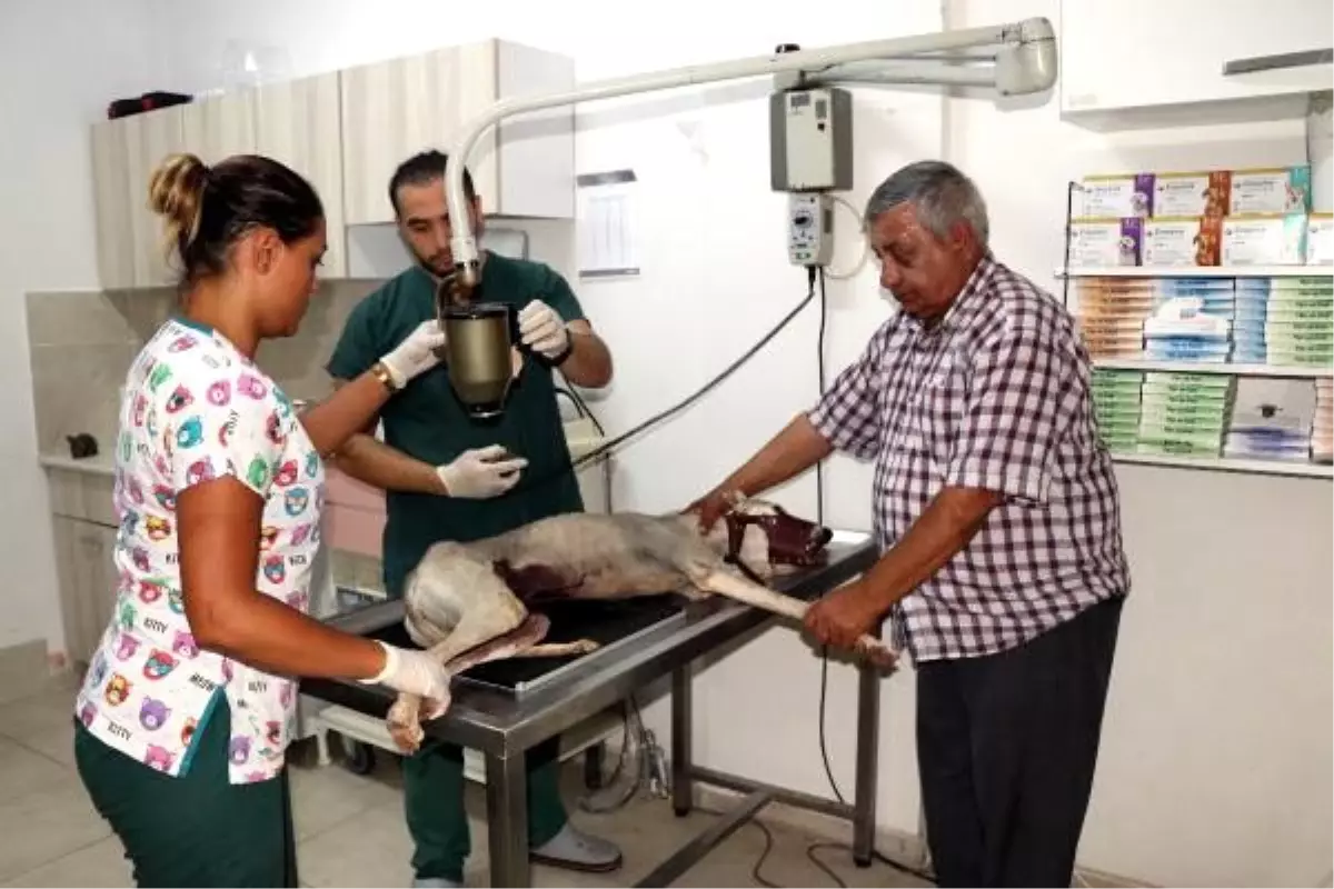 Nesli tükenen türk tazısını bıçakladılar