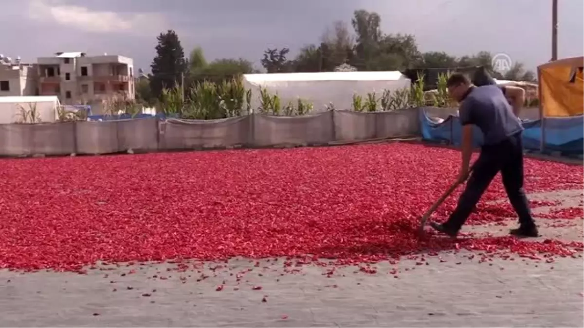 Salça sezonunda "yanık" başvuruları artıyor