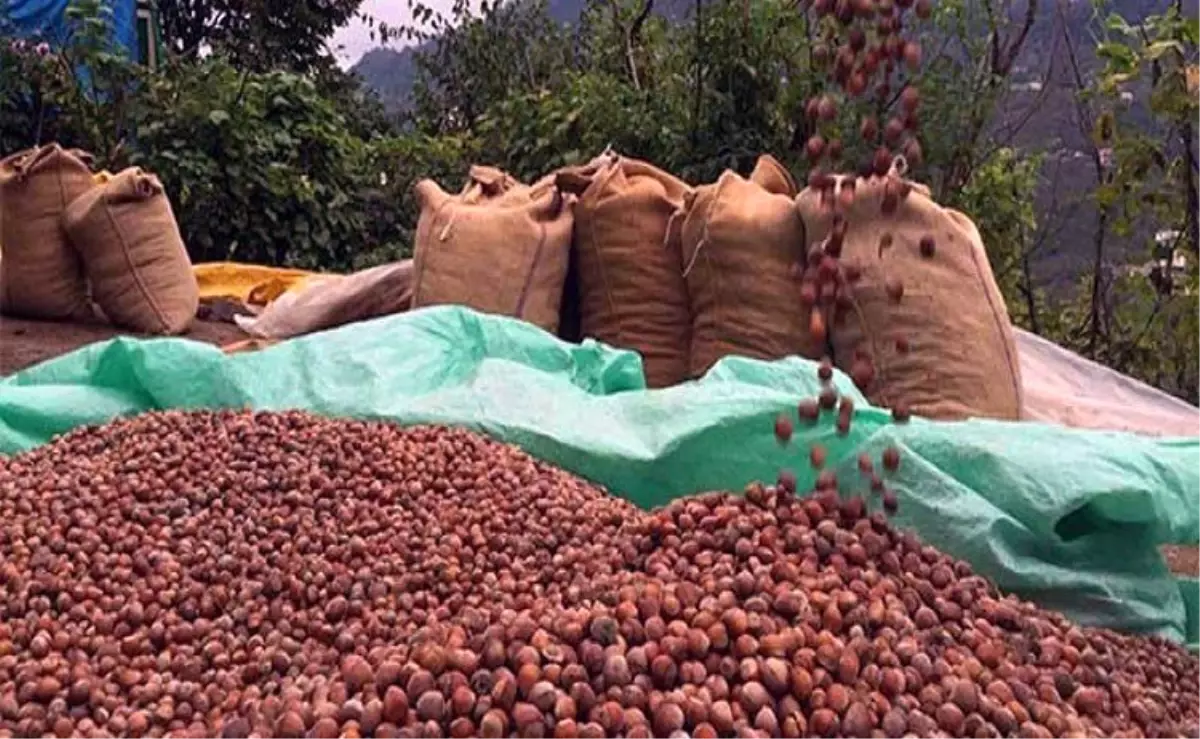 Serbest piyasada fındık fiyatı düşmeye devam ediyor