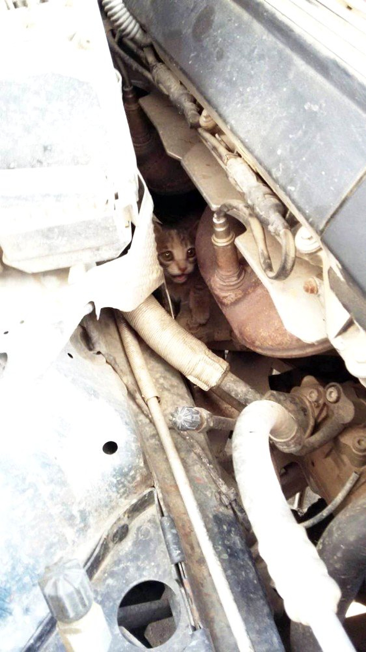 Burhaniye\'de otomobilin motoruna giren kediyi itfaiye çıkardı
