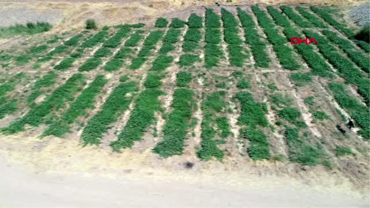 Diyarbakır karpuzda mantar hastalığı olunca kavun üretimine geçti -