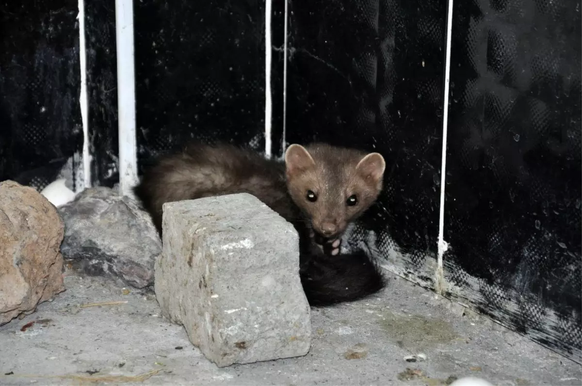 Kars\'ta tedavisi tamamlanan Kaya Sansarı doğaya bırakıldı