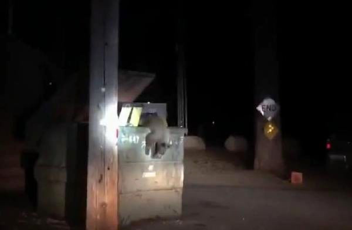 Konteynırda mahsur kalan yavru ayıyı polis kurtardı