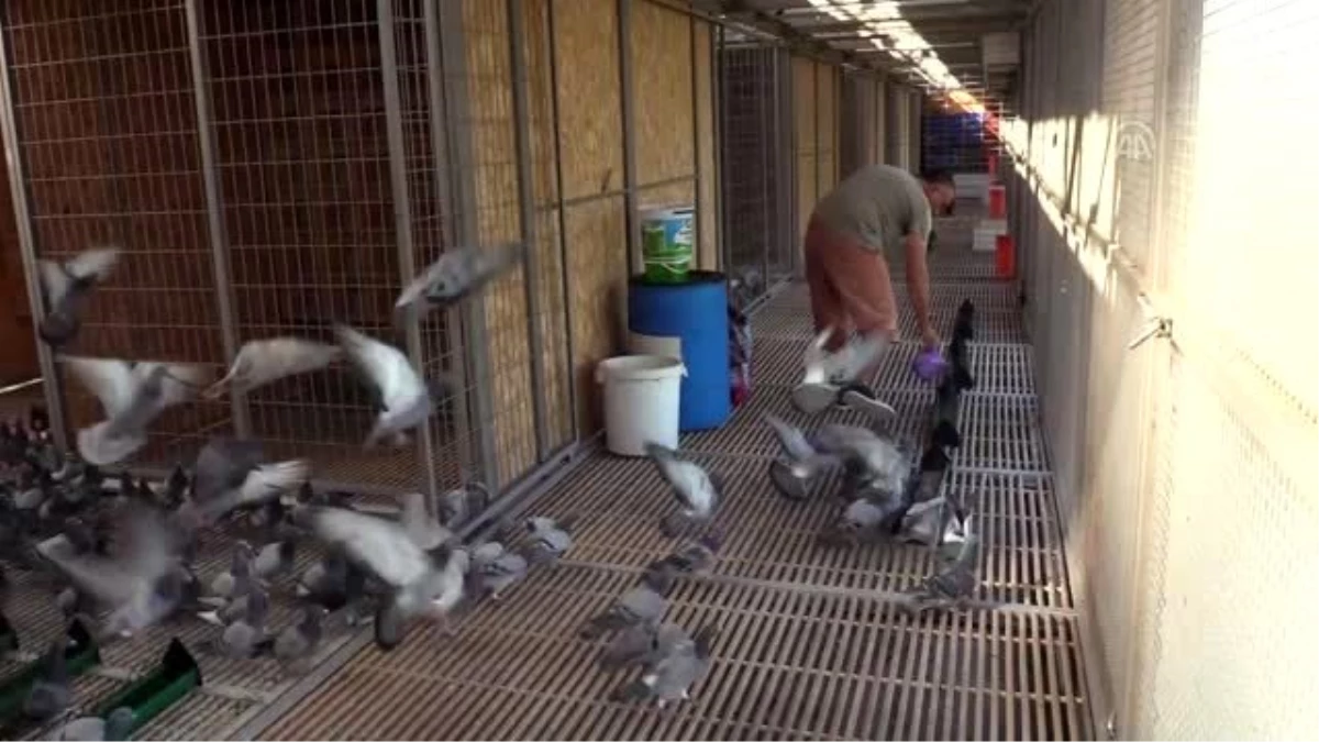 Posta güvercinleri "bilinçsiz avcılık" kurbanı