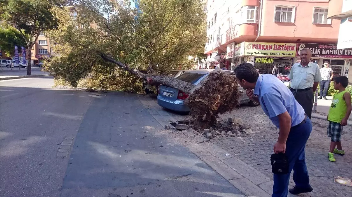 Römorkun söktüğü ağaç otomobillerin üzerine devrildi