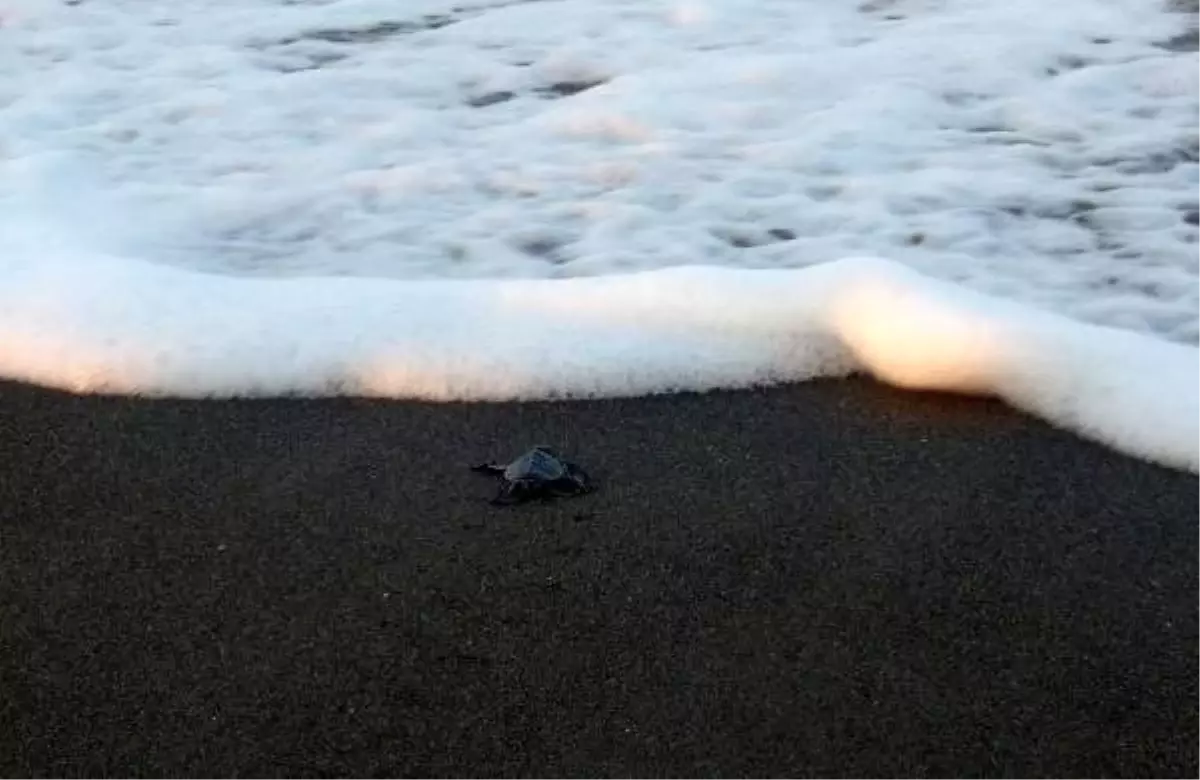 Samandağ\'da yavru kaplumbağaların denize yolculuğu başladı