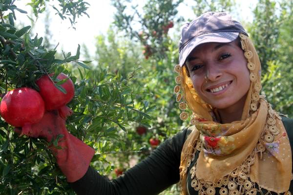 Silifke\'de yılın ilk nar hasadı yapıldı