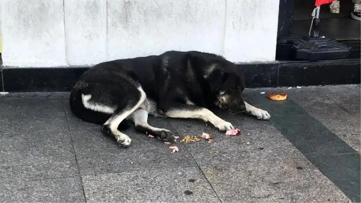 Taksim\'de köpek saldırısı: 2 turist yaralandı