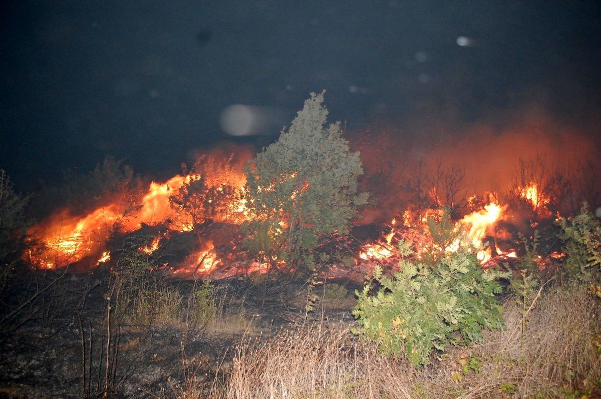 Tekirdağ\'da korkutan yangın: Yüzlerce çam alev alev yandı