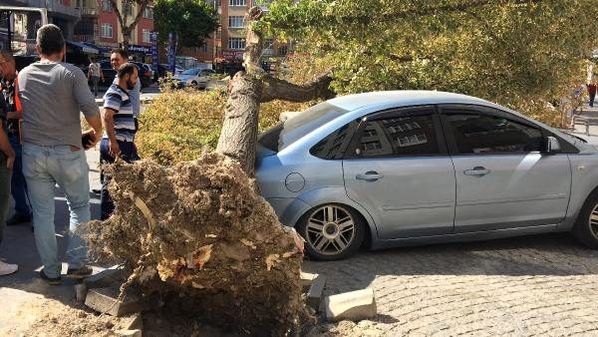 Tır\'ın çarptığı ağaç, park halindeki otomobillerin üzerine devrildi