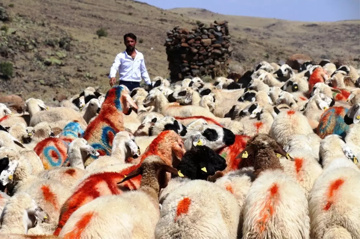 40 yıl aradan sonra Koç Katım Şenliği yeniden düzenlendi