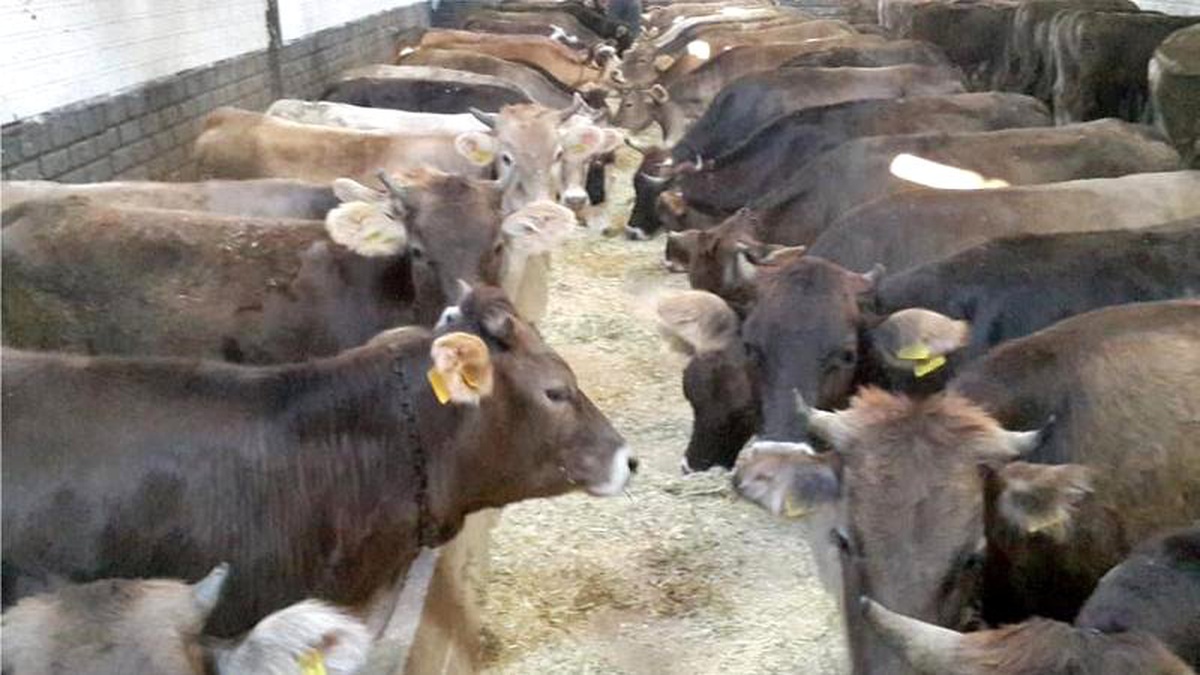 Belçika\'nın Valonya bölgesinde helal kesim yasağı başladı