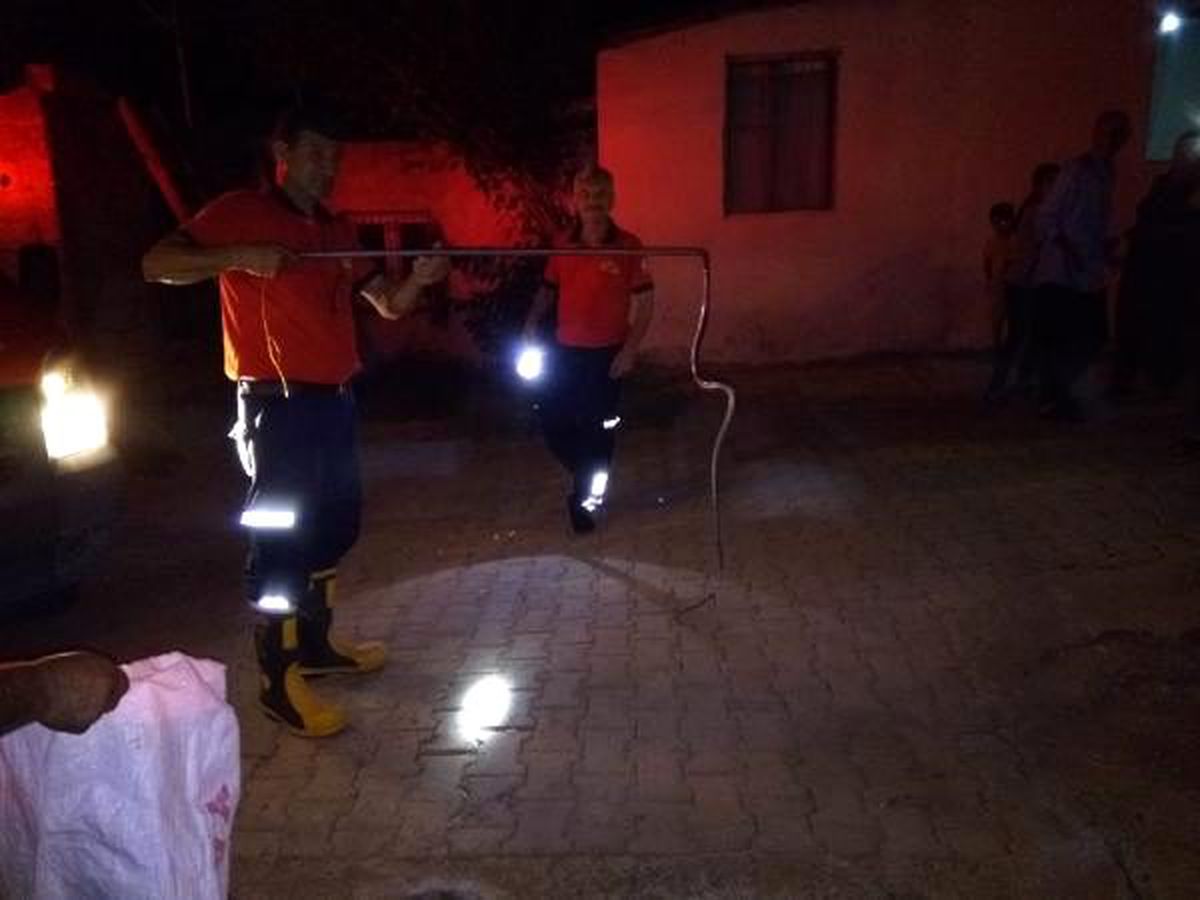 Evdeki yılan paniğe neden oldu (2)