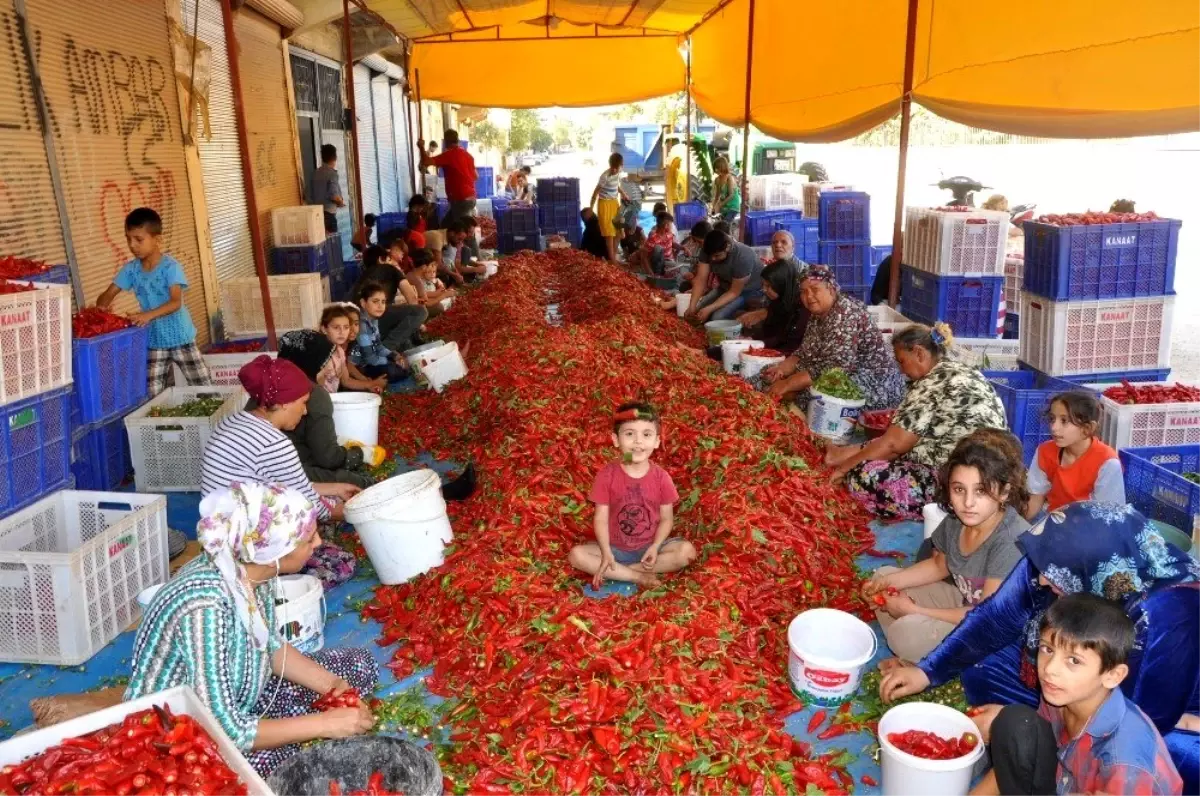 Kadınların geçim kaynağı "kırmızı altın"