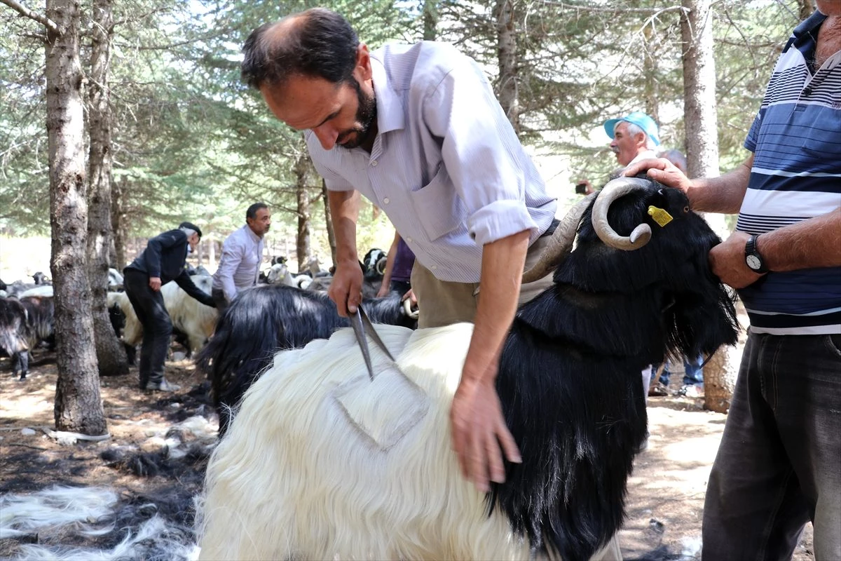 Keçi kıl kırkımı şöleni