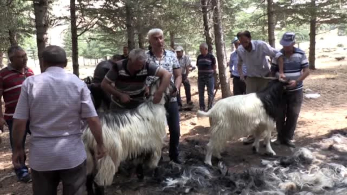 Keçi kıl kırkımı şöleni