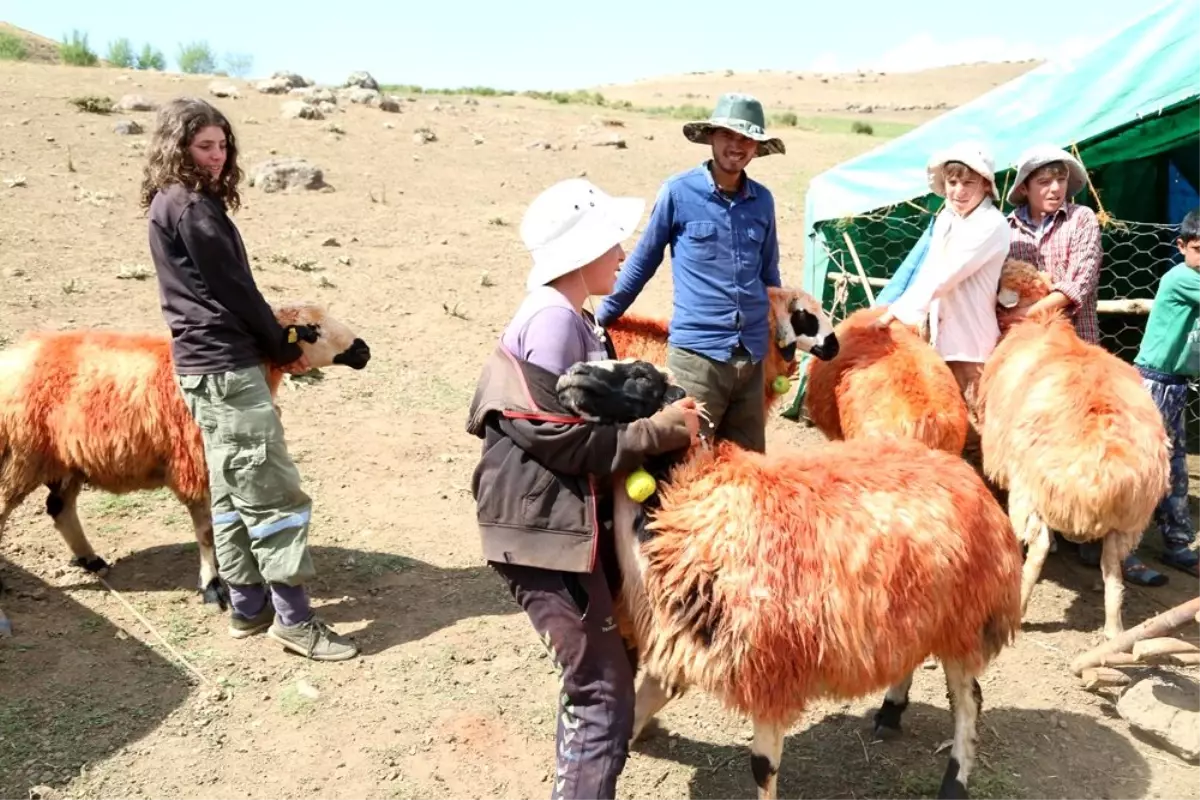 "Koç katımı" geleneği Tunceli yaylalarında yaşatılıyor