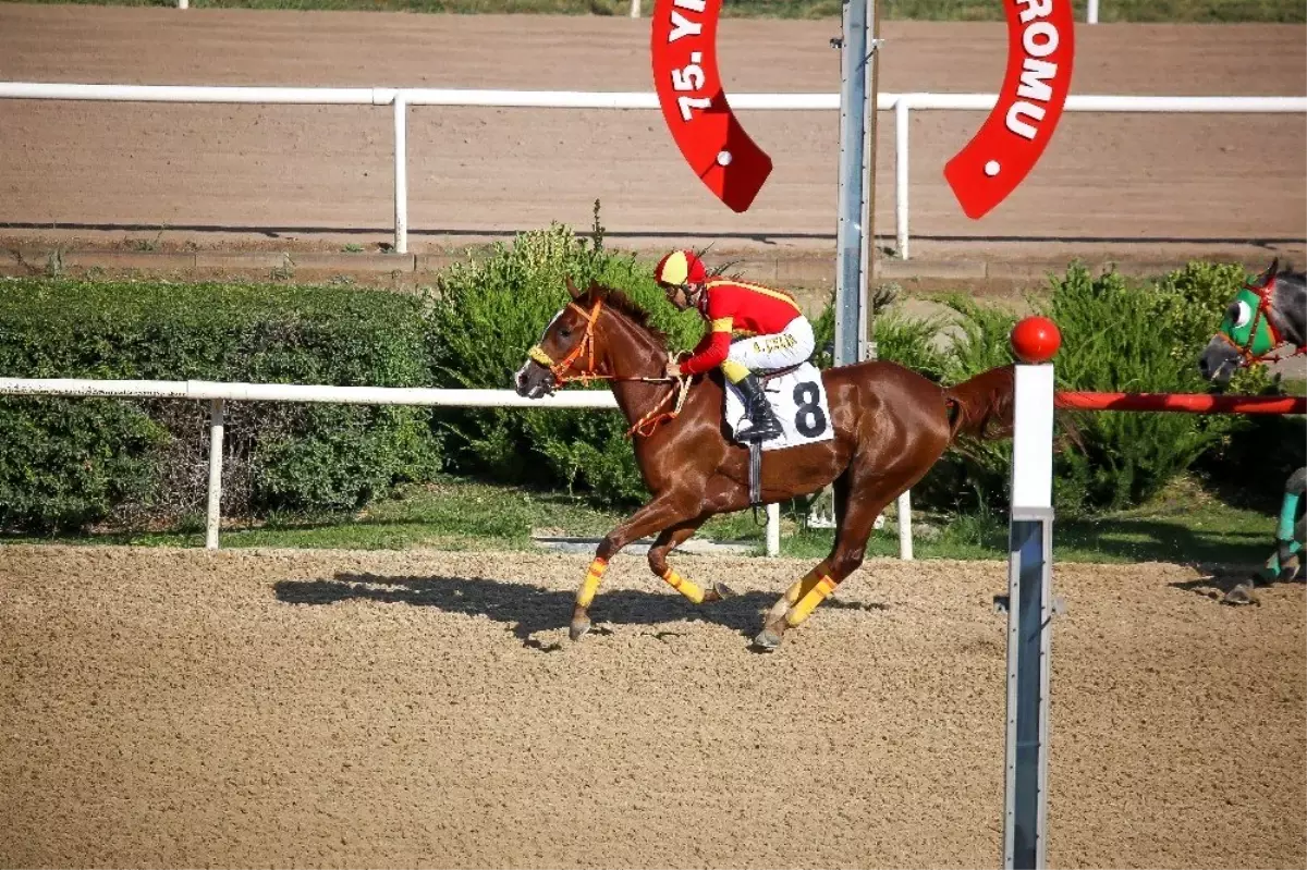 Sultansuyu Harası Kupaları toplamaya devam ediyor