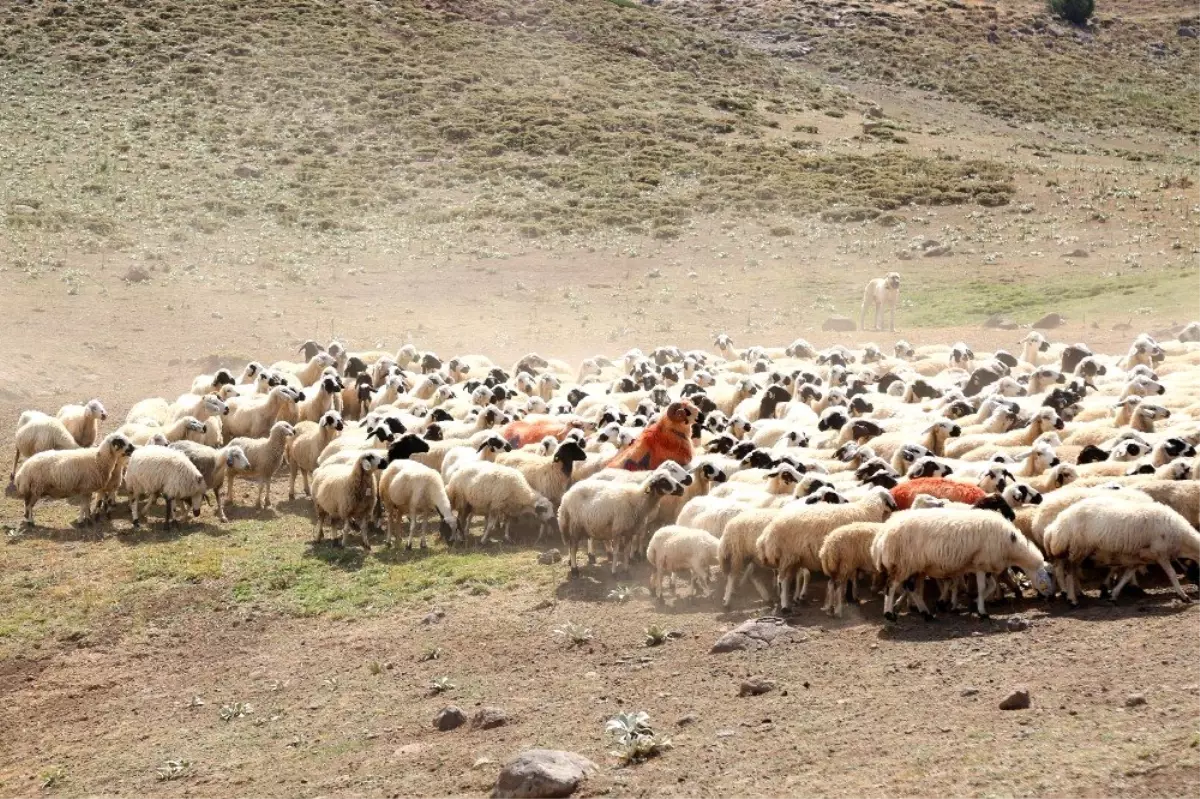 Yaylalarda "koç katımı"nda renkli görüntüler ortaya çıktı