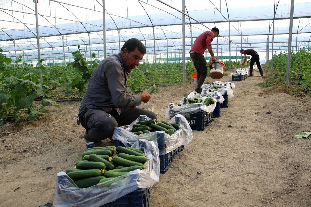 Yüzde 50 hibe ile kurduğu serada günlük 3 ton salatalık hasat ediyor
